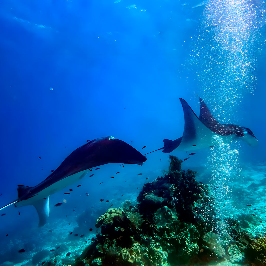 Komodo Islands Manta Ray Liveaboard