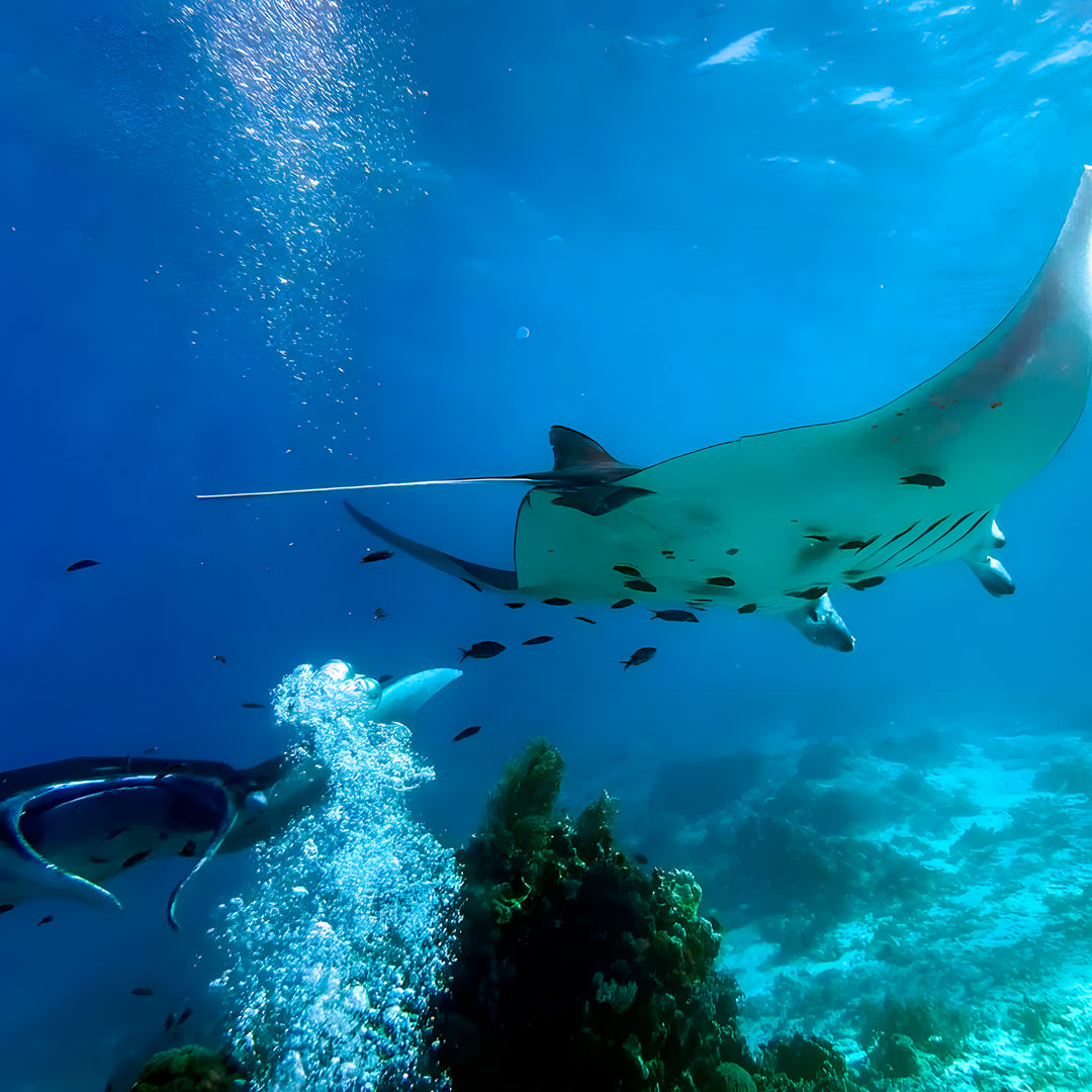Komodo Islands Manta Ray Liveaboard