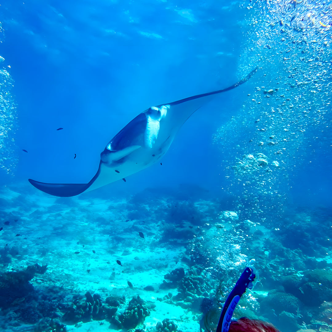 Komodo Islands Manta Ray Liveaboard