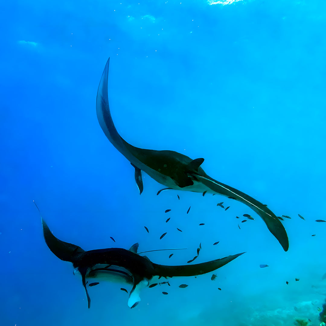 Komodo Islands Manta Ray Liveaboard