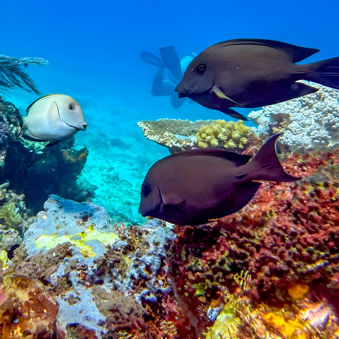 Komodo Islands Manta Ray Liveaboard