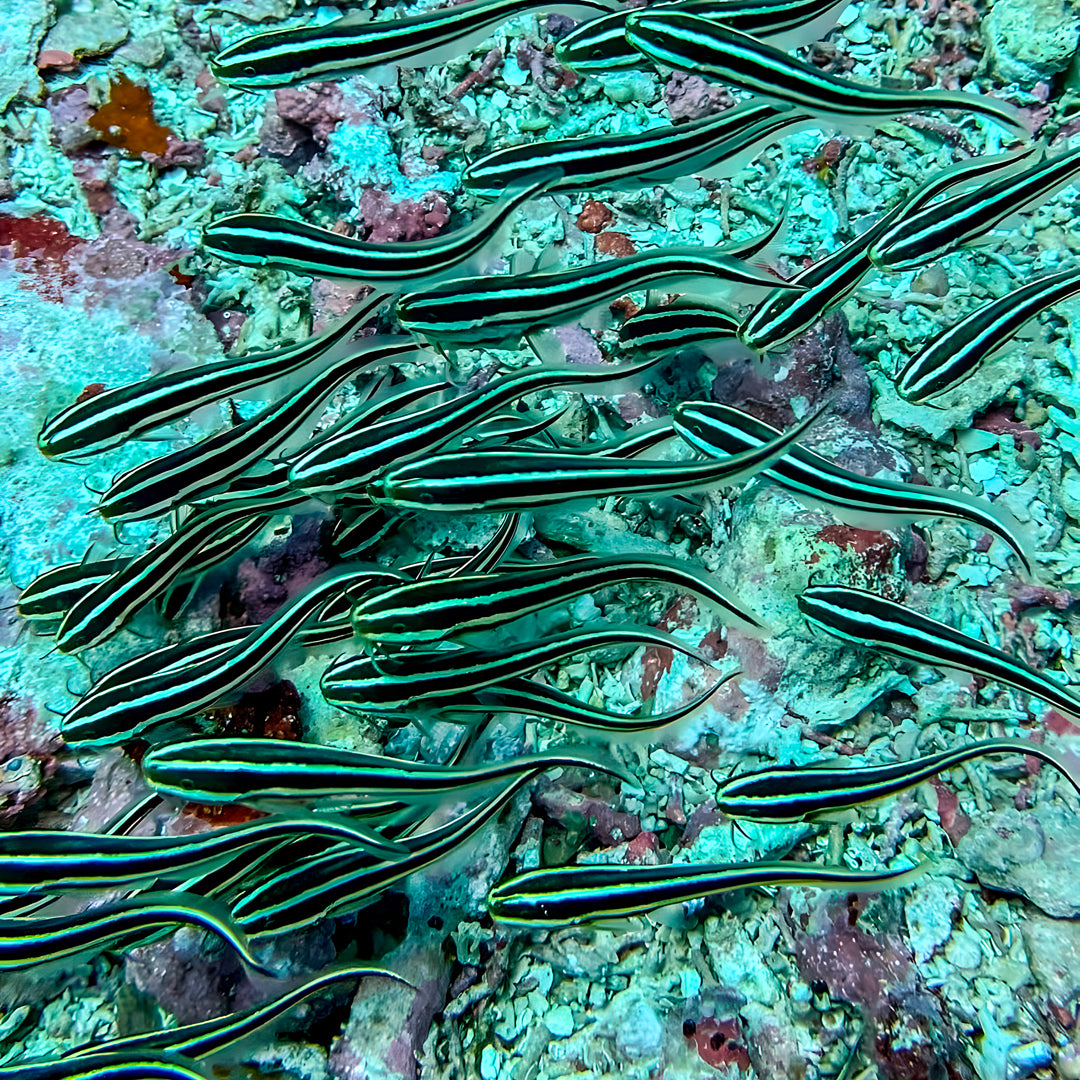Komodo Islands Manta Ray Liveaboard