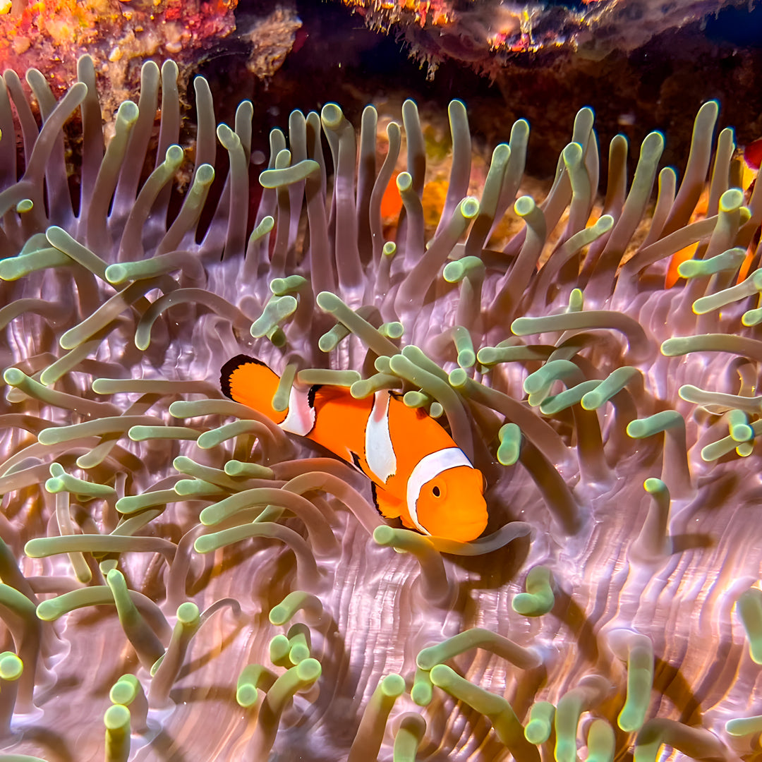 Komodo Islands Manta Ray Liveaboard