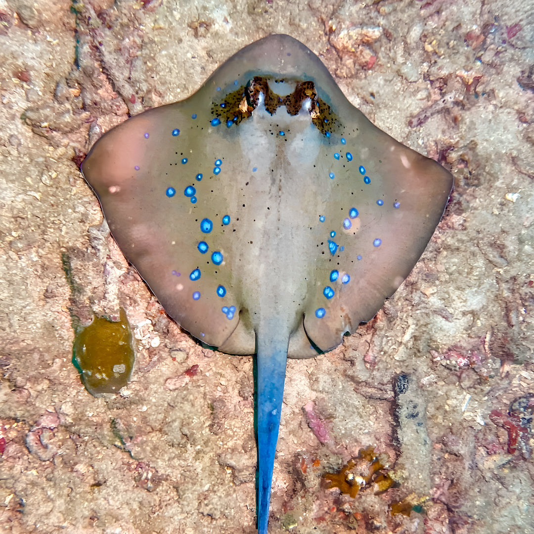 Komodo Islands Manta Ray Liveaboard
