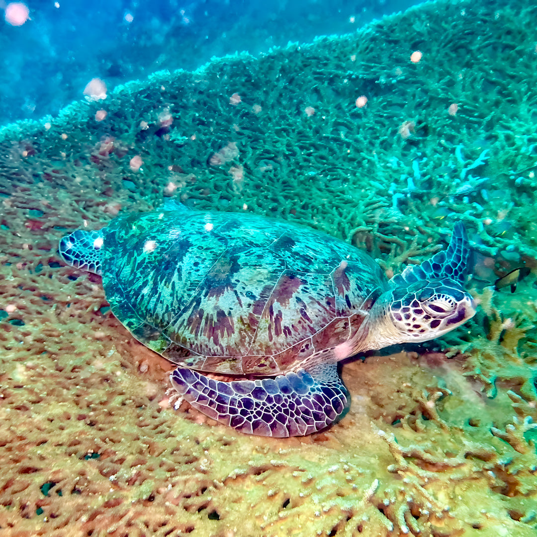 Komodo Islands Manta Ray Liveaboard