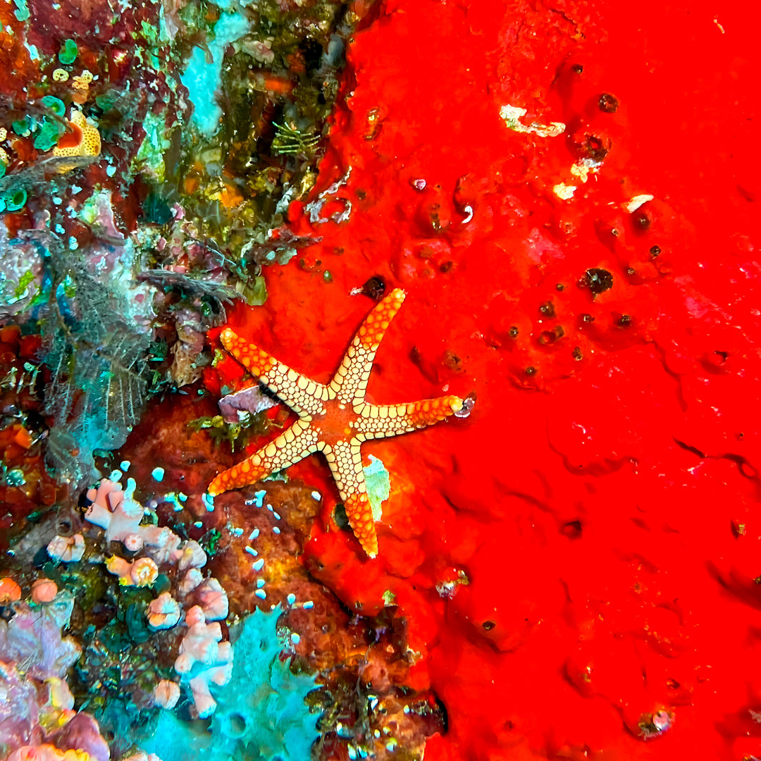 Komodo Islands Manta Ray Liveaboard