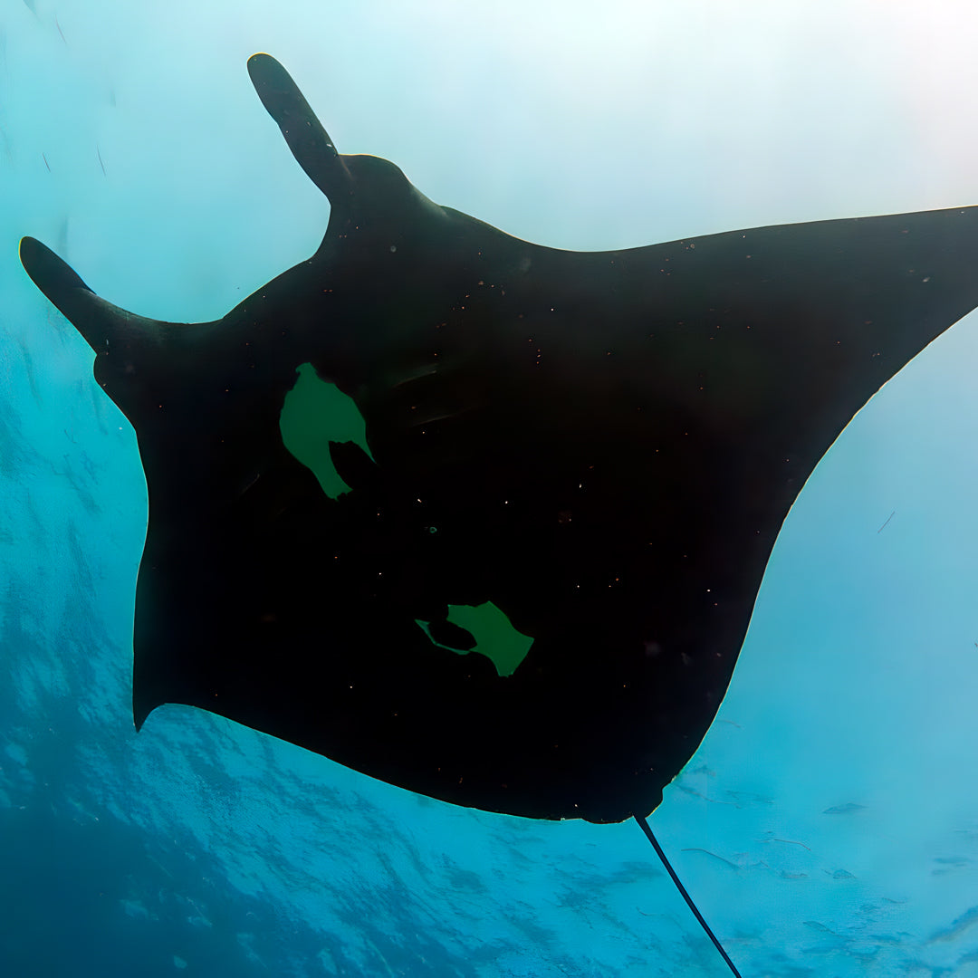 Komodo Islands Manta Ray Liveaboard