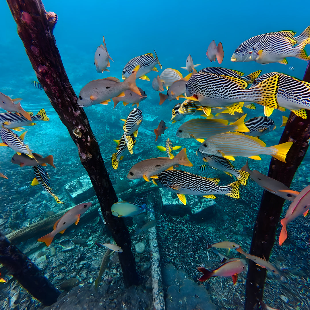 Komodo Islands Manta Ray Liveaboard