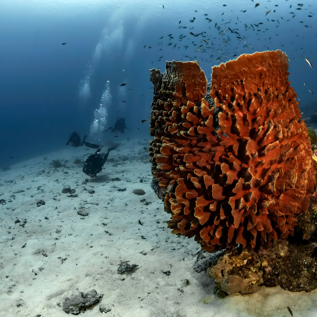 Komodo National Park Diving Liveaboard