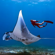 Komodo National Park Diving Liveaboard