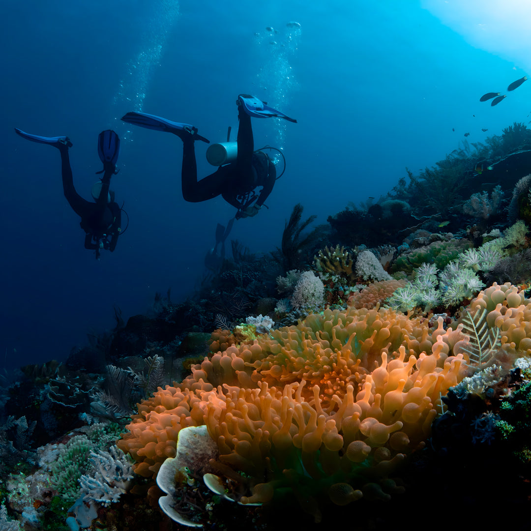 Komodo National Park Diving Liveaboard
