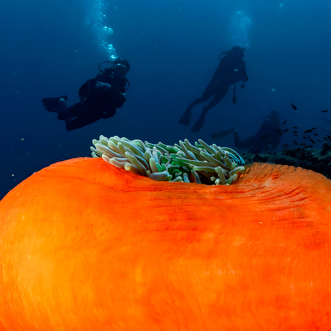 Komodo National Park Diving Liveaboard