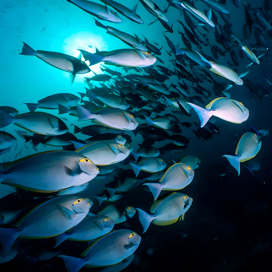 Komodo National Park Diving Liveaboard