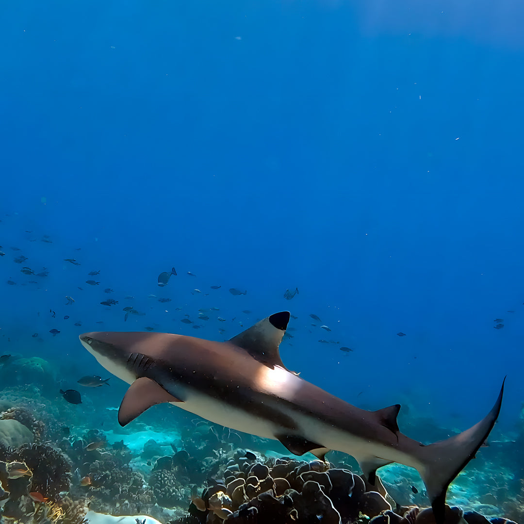 Komodo National Park Diving Liveaboard