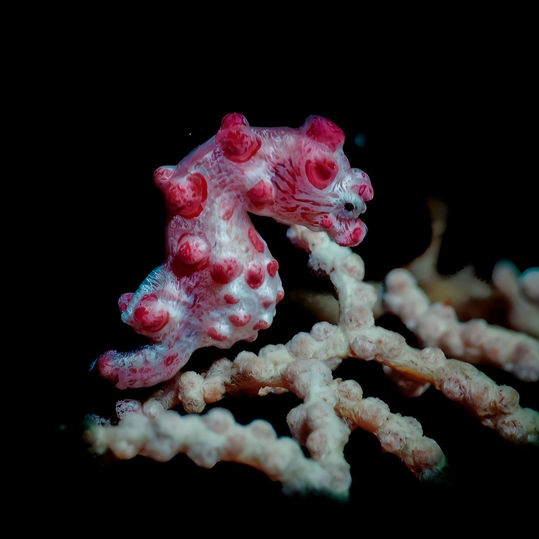 Komodo National Park Diving Liveaboard