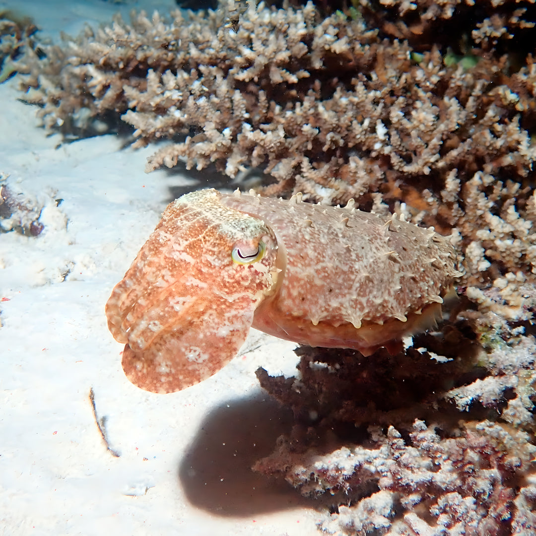 Komodo National Park Diving Liveaboard