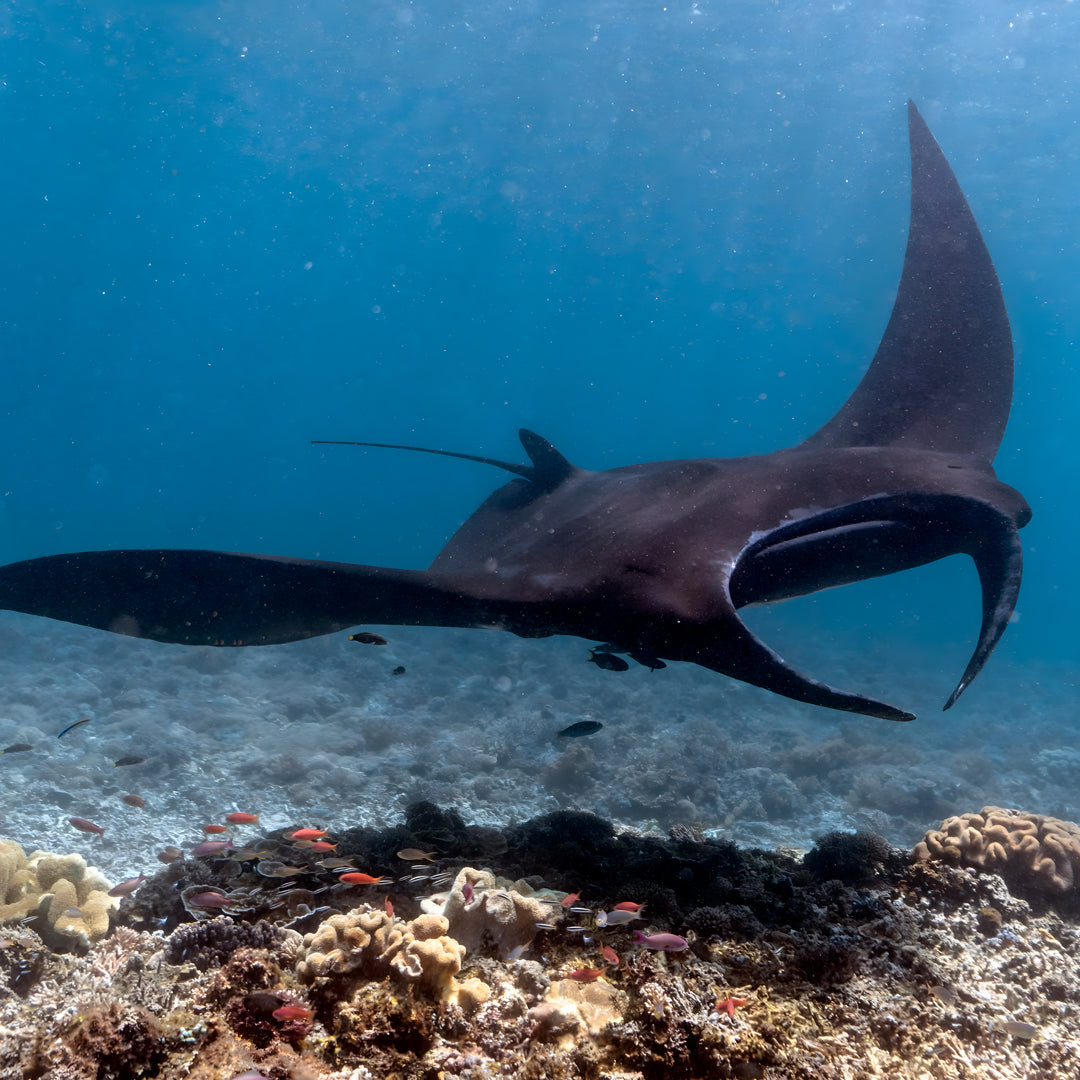 Central and North Part Komodo Liveaboard