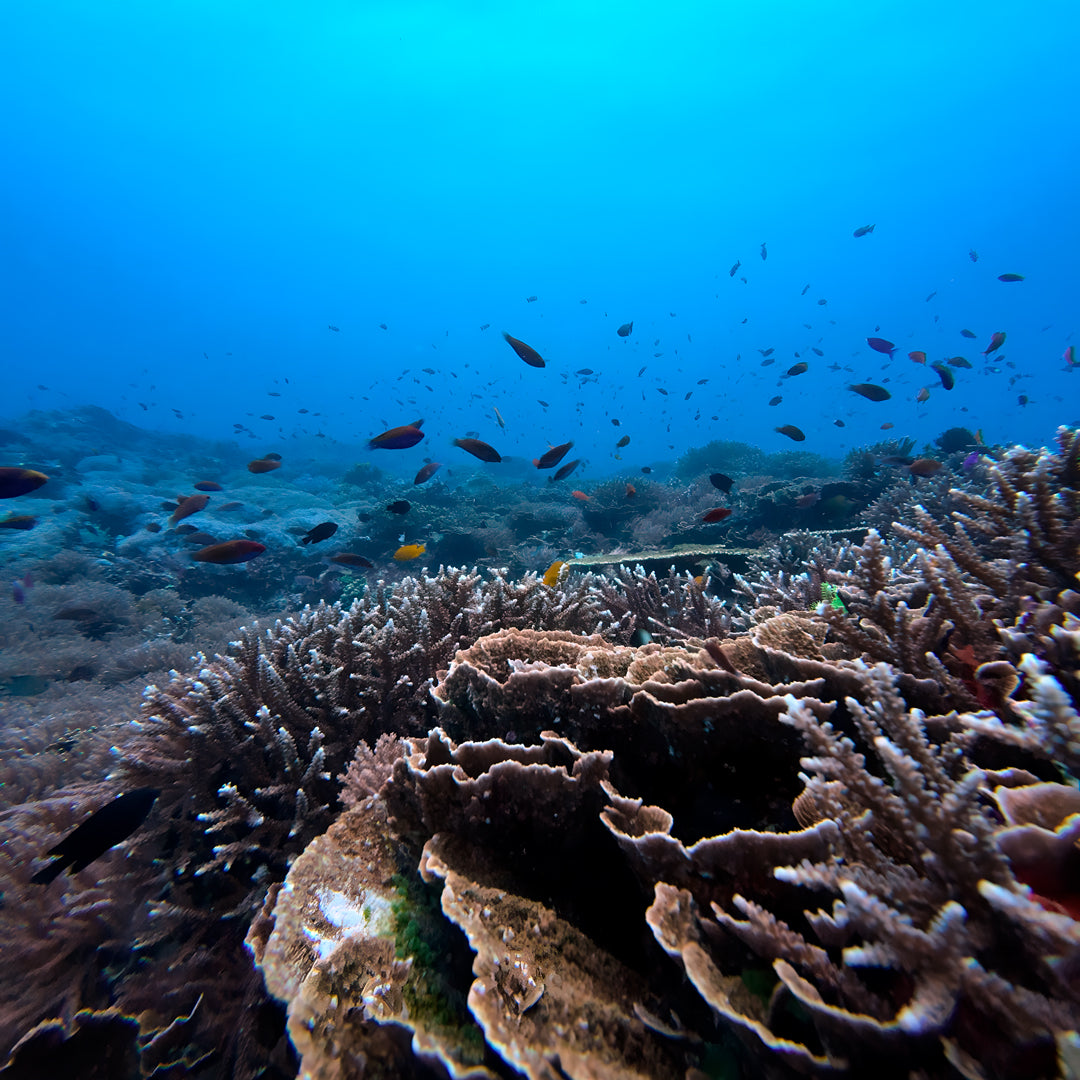 Central and North Part Komodo Liveaboard