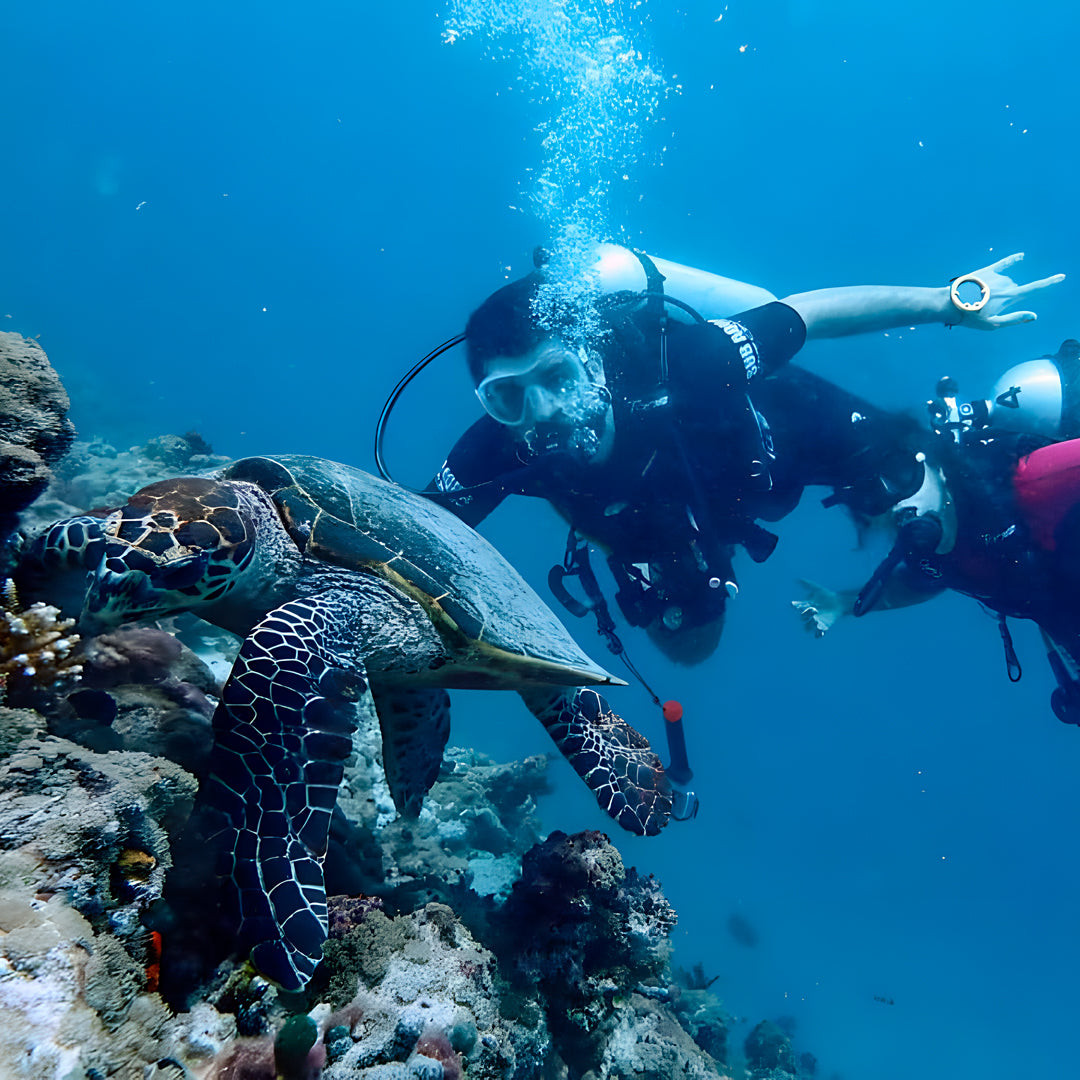 Whale Shark Explorer Scuba Diving Package in Maldives