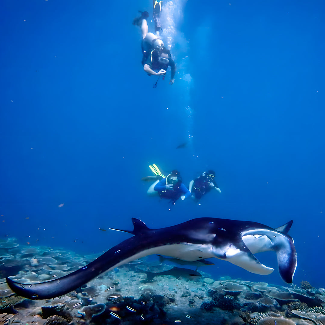 Whale Shark Explorer Scuba Diving Package in Maldives