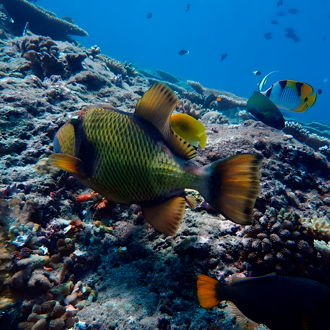 Discovery Dhangethi Scuba Dive