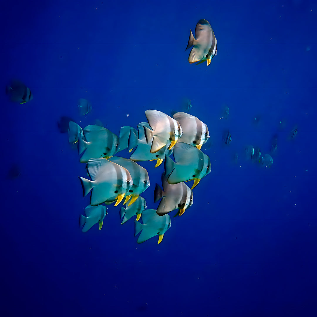 Discovery Dive in Fuvahmulah