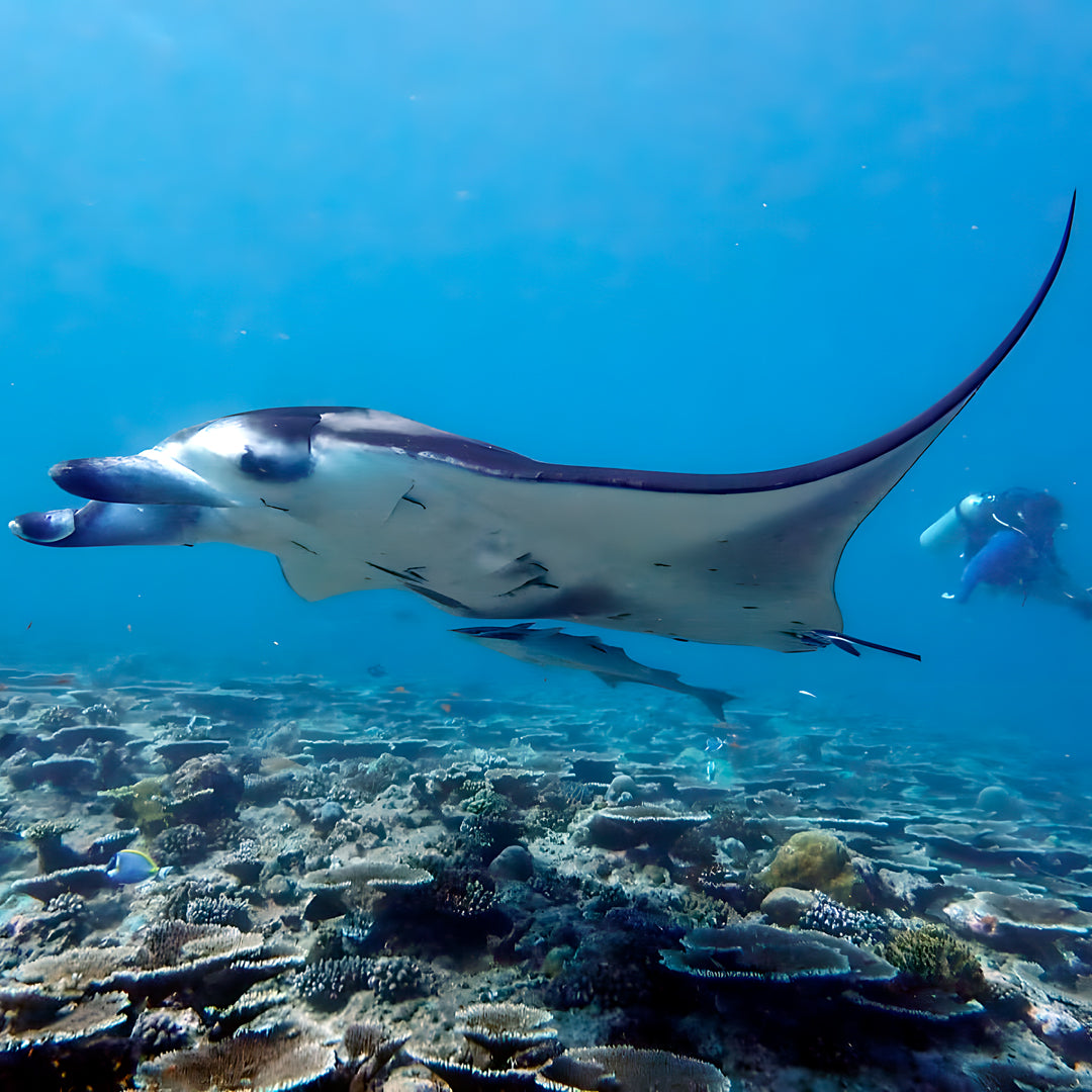 Whale Shark Explorer Scuba Diving Package in Maldives