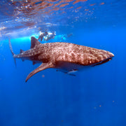 Whale Shark Explorer Scuba Diving Package in Maldives