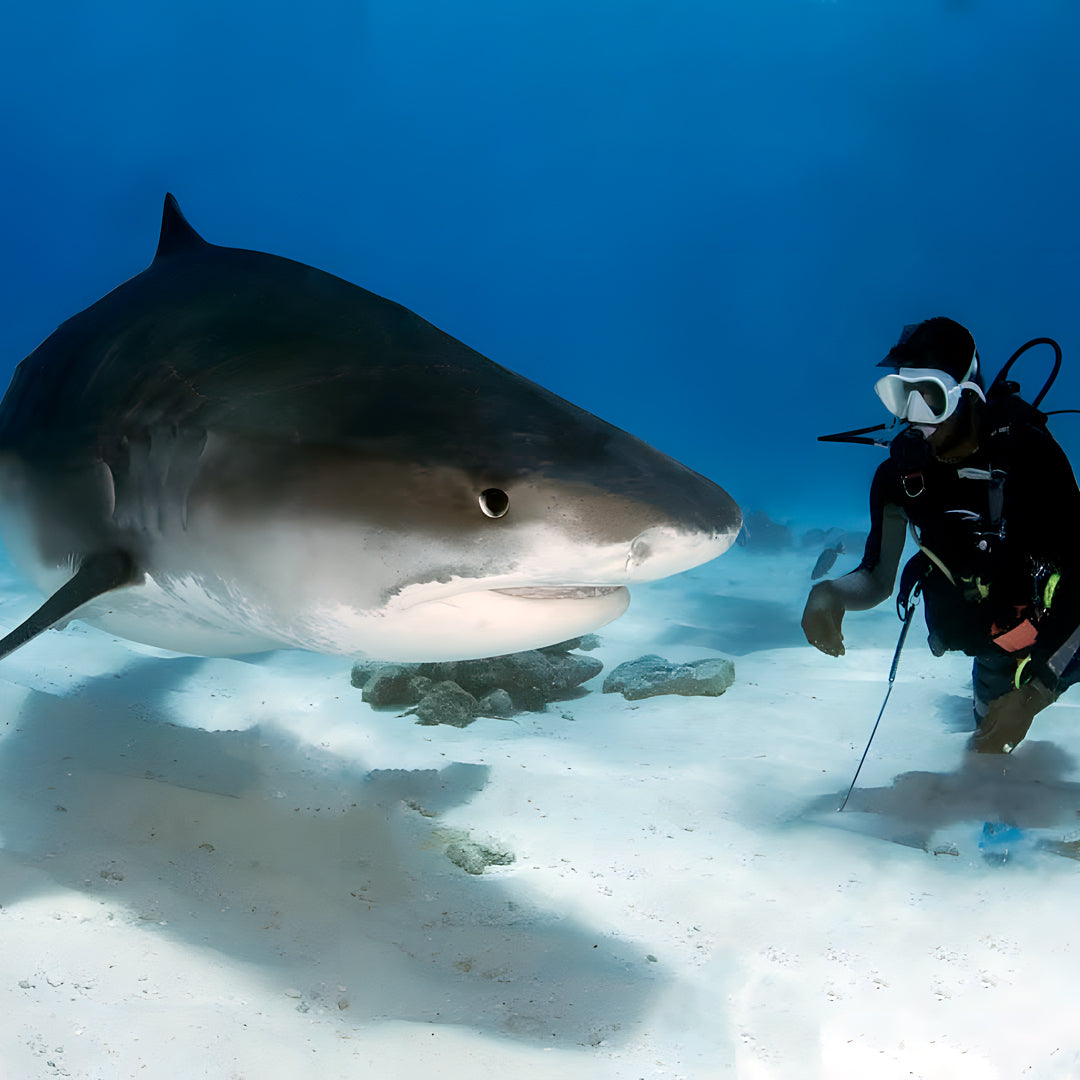 PADI Deep Diver Specialty in Maldives