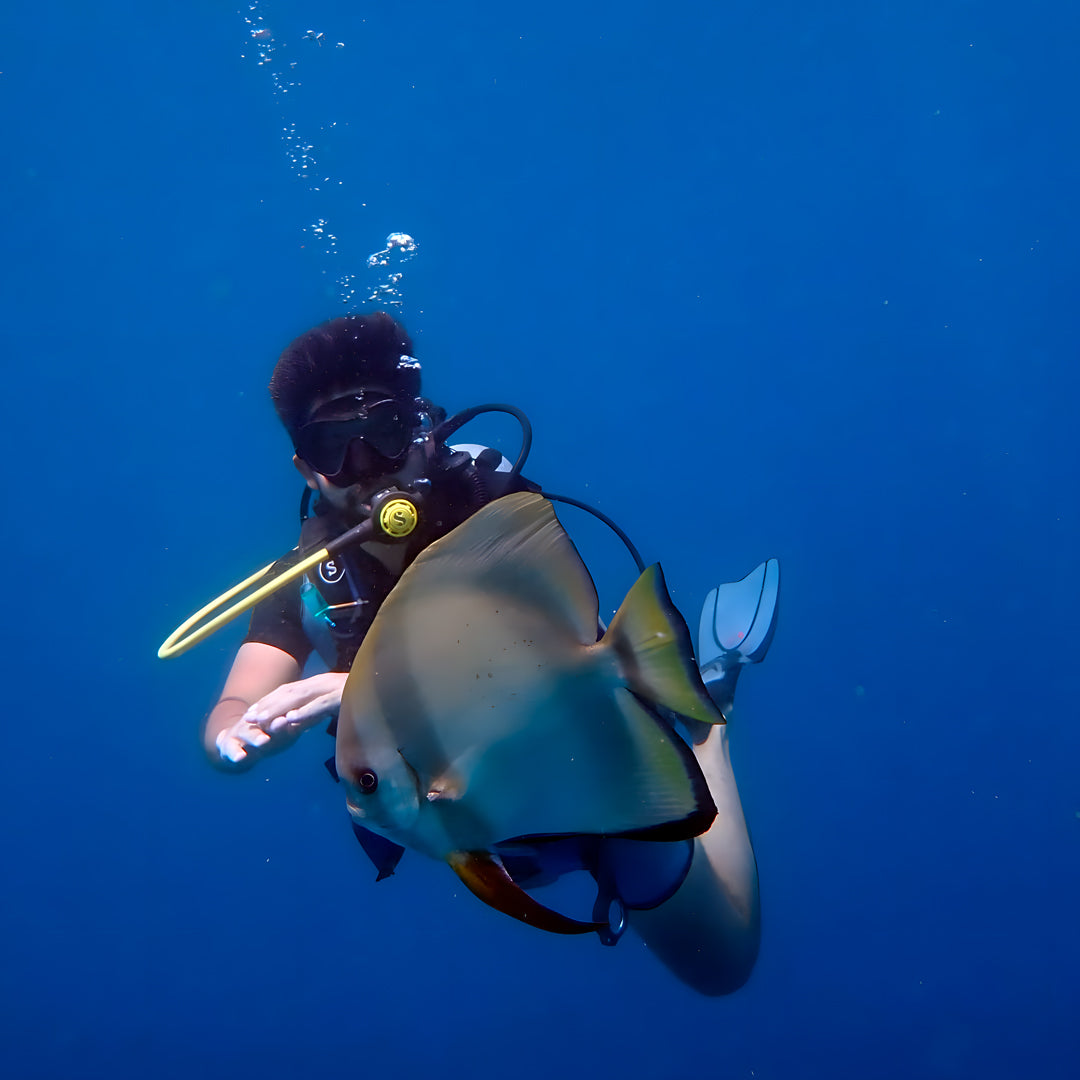 Whale Shark Explorer Scuba Diving Package in Maldives