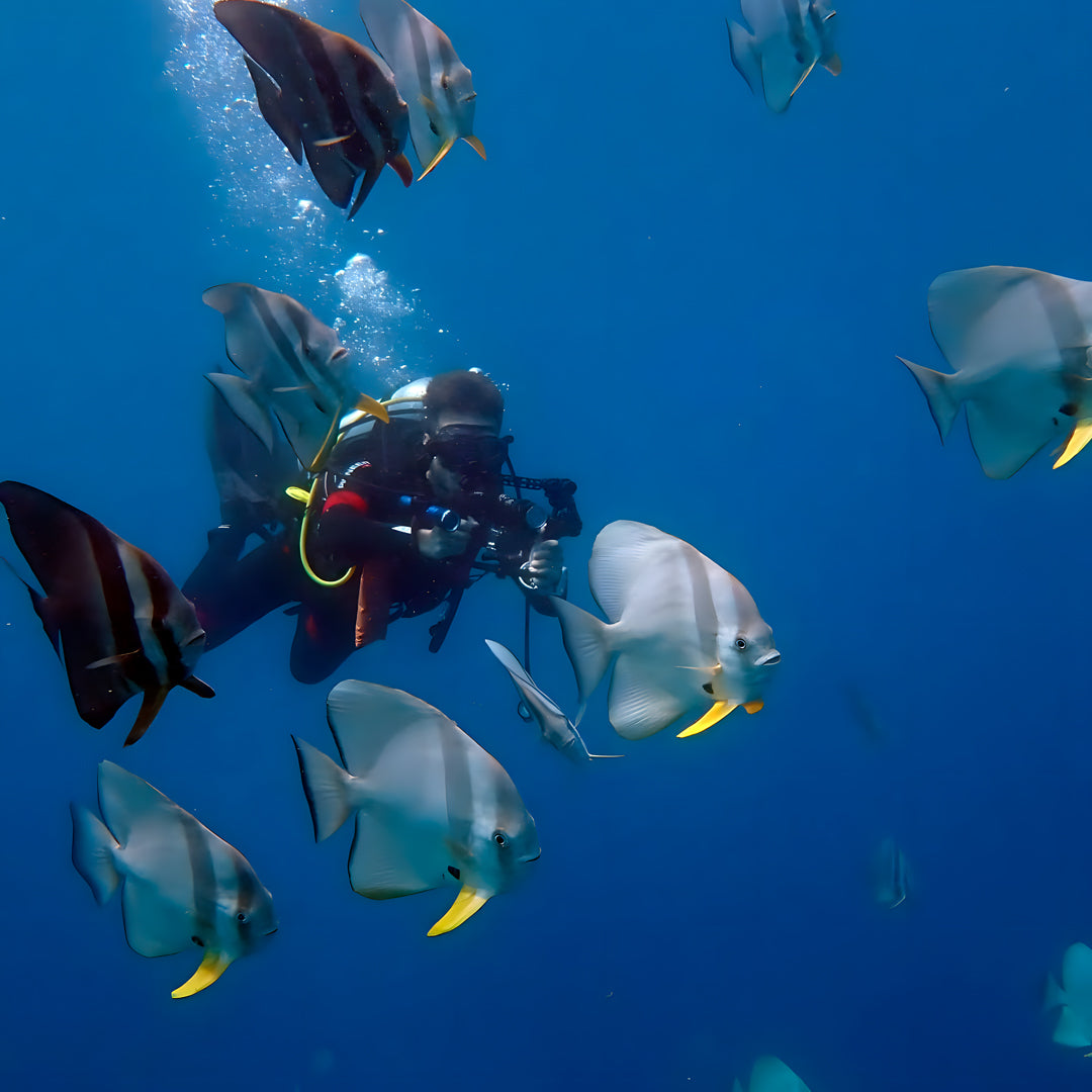Whale Shark Explorer Scuba Diving Package in Maldives