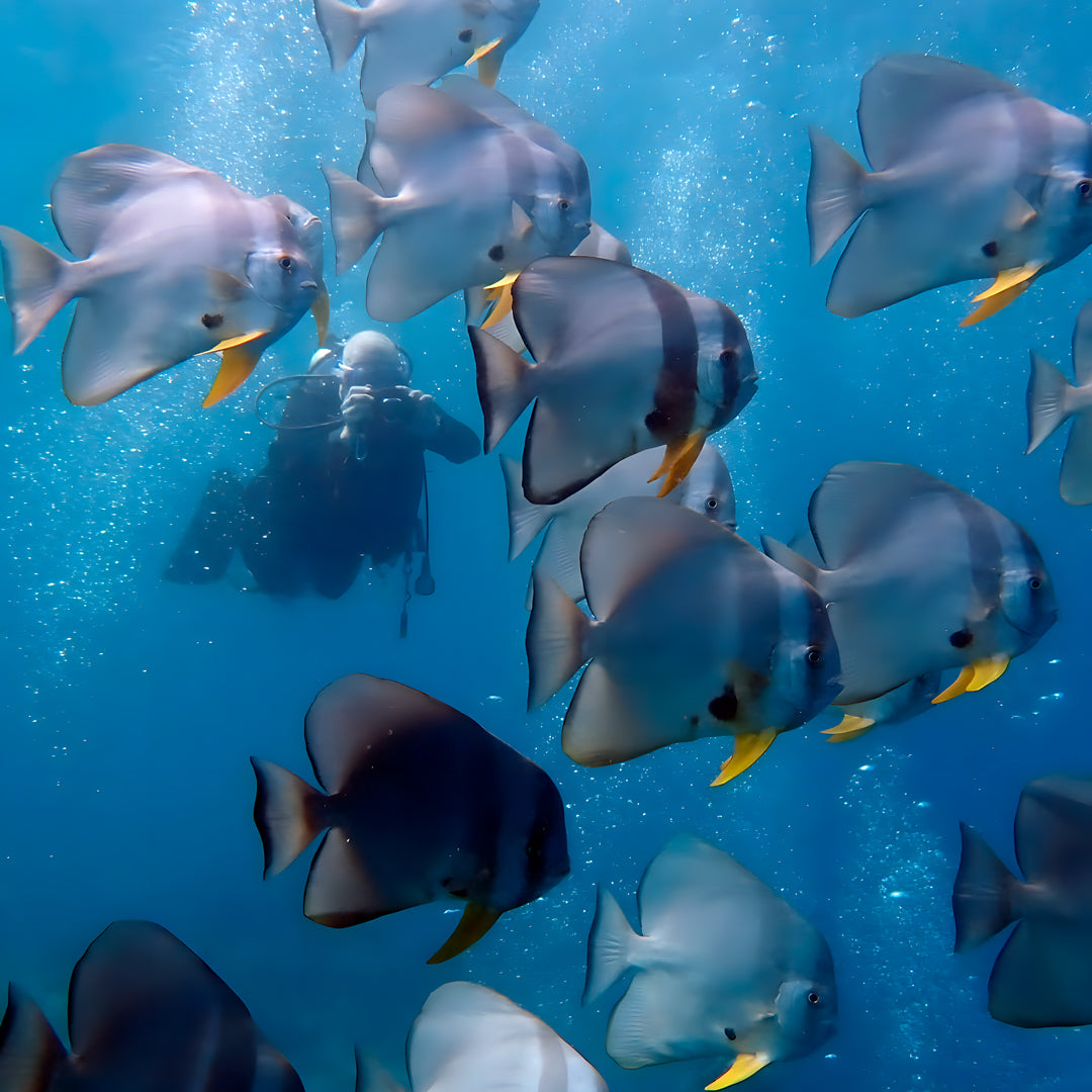 Discovery Dhangethi Scuba Dive