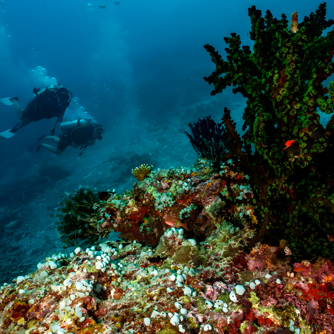 Discovery Dhangethi Scuba Dive