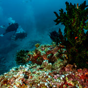 Basic Dhangethi Reef Exploration