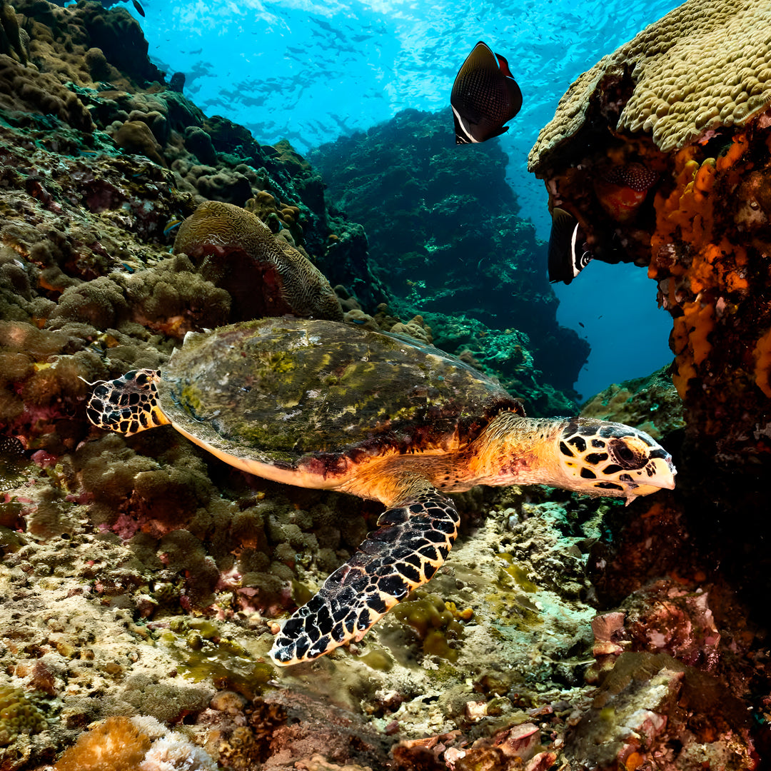 Discovery Dive in Fuvahmulah