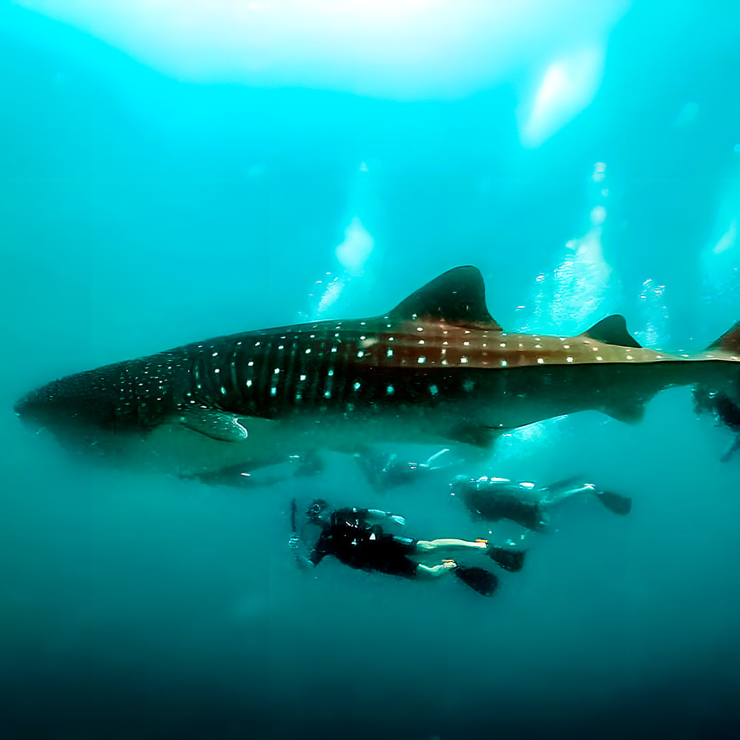 Basic Dhangethi Reef Exploration