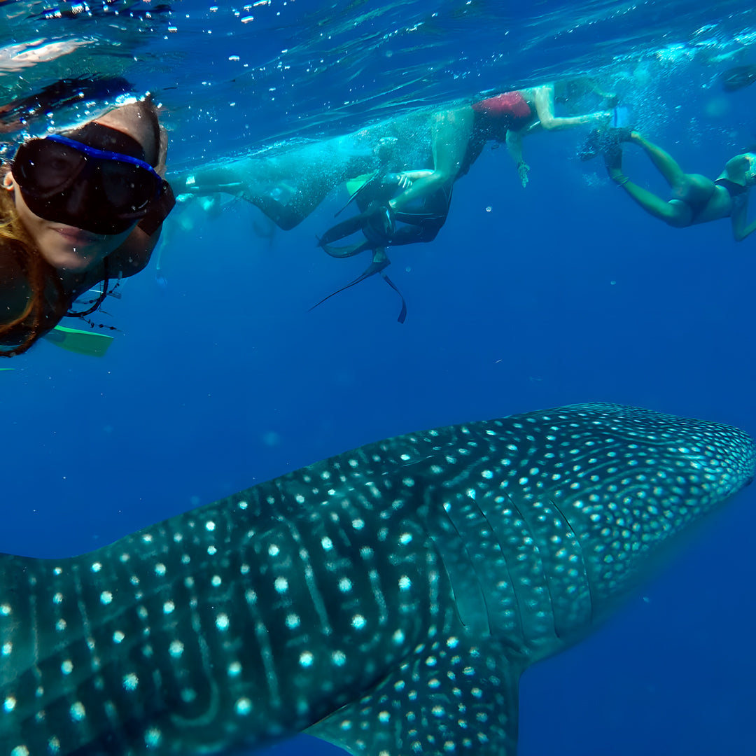 Basic Dhangethi Reef Exploration