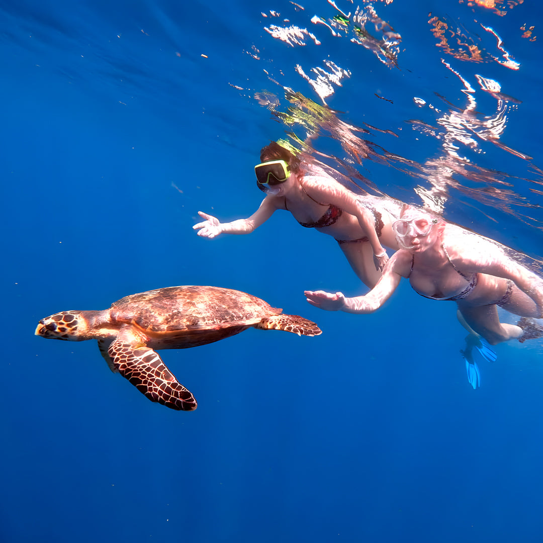 Whale Shark Explorer Scuba Diving Package in Maldives