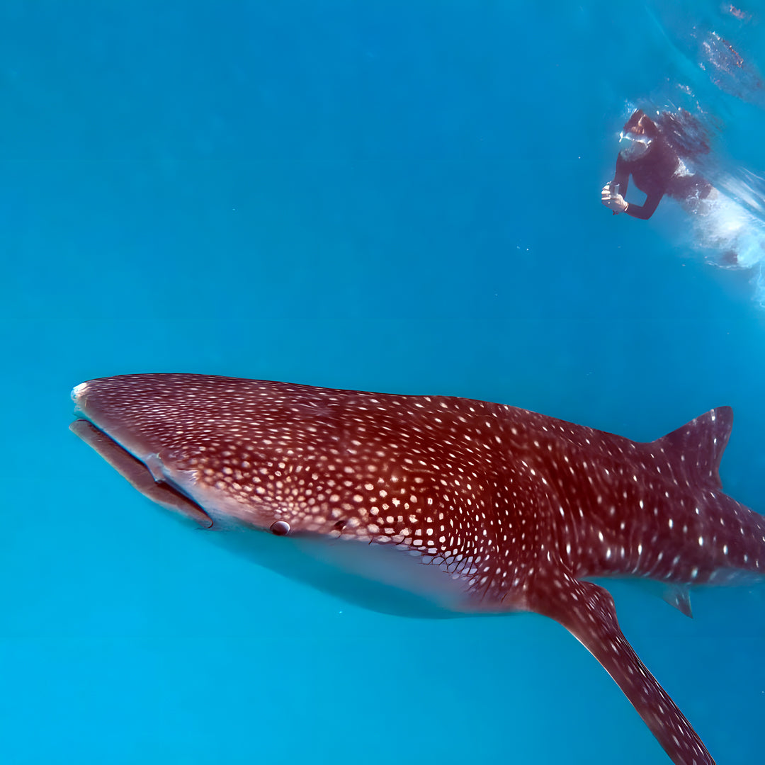 PADI Digital Underwater Imaging Specialty