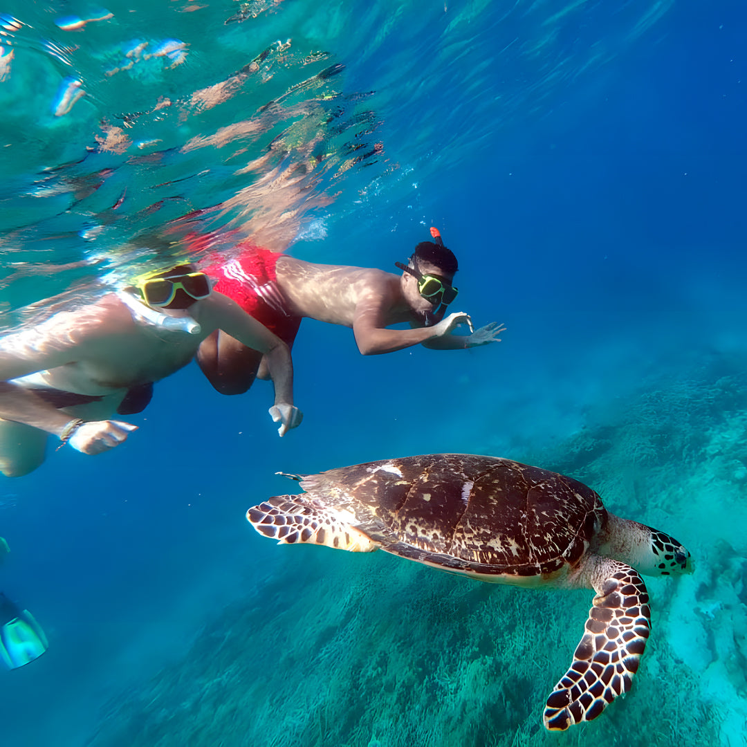 Basic Dhangethi Reef Exploration