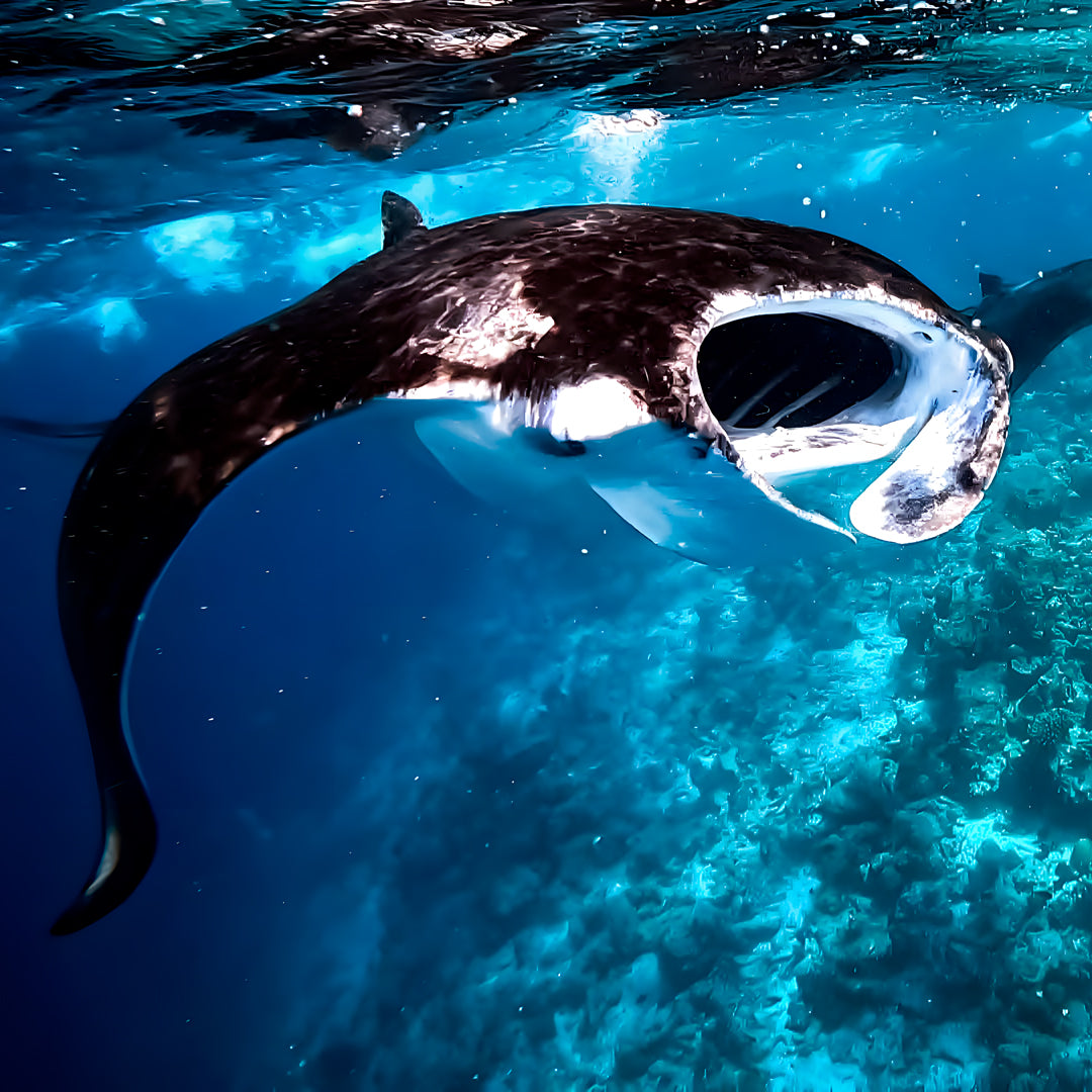 Basic Dhangethi Fun Dive