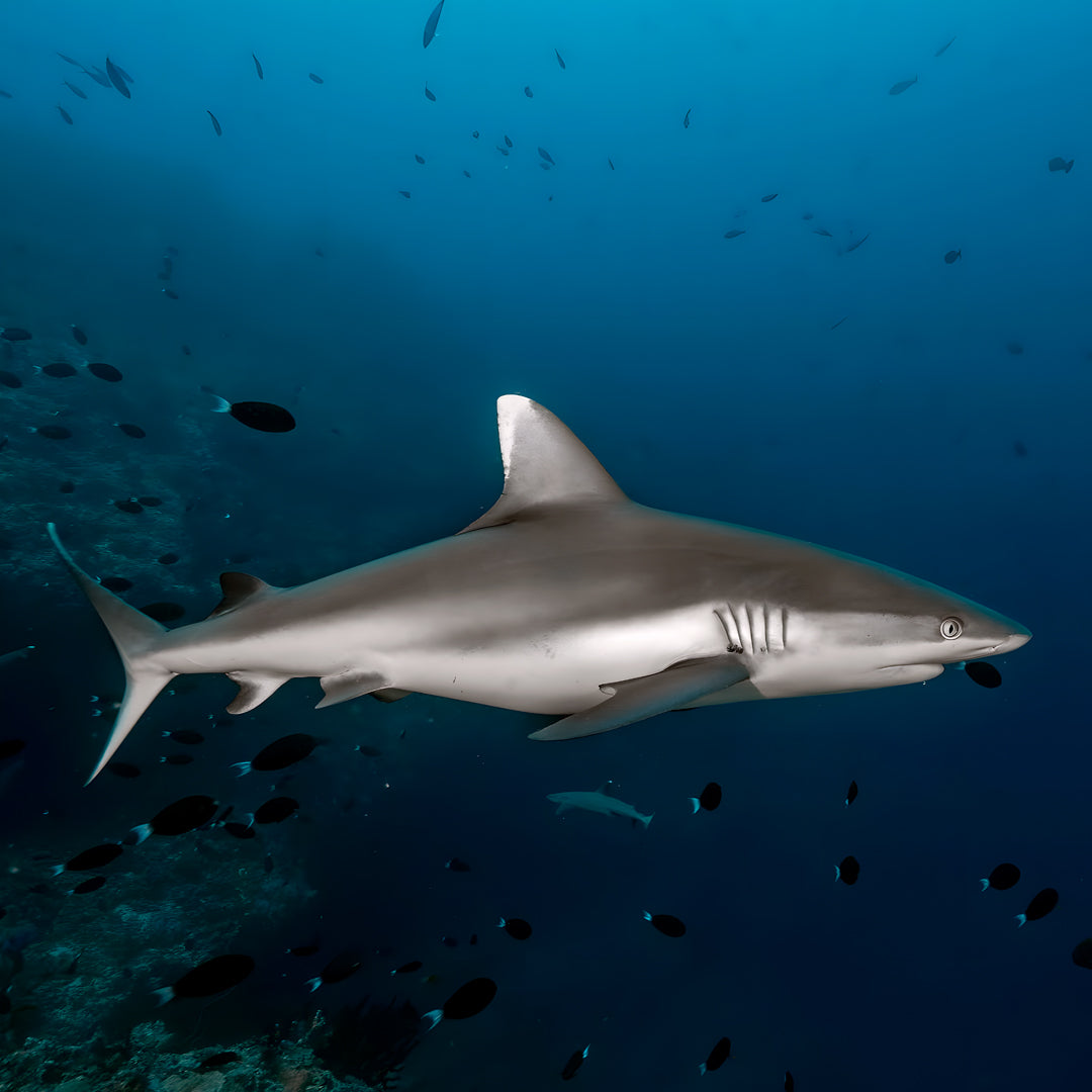 PADI Deep Diver Specialty in Maldives