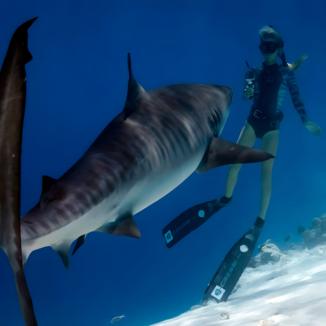 Whale Shark Explorer Scuba Diving Package in Maldives