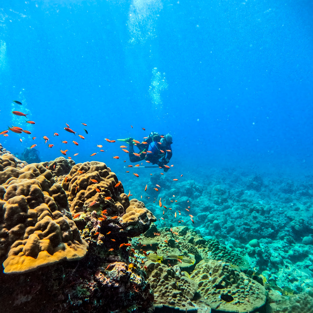 Whale Shark Explorer Scuba Diving Package in Maldives