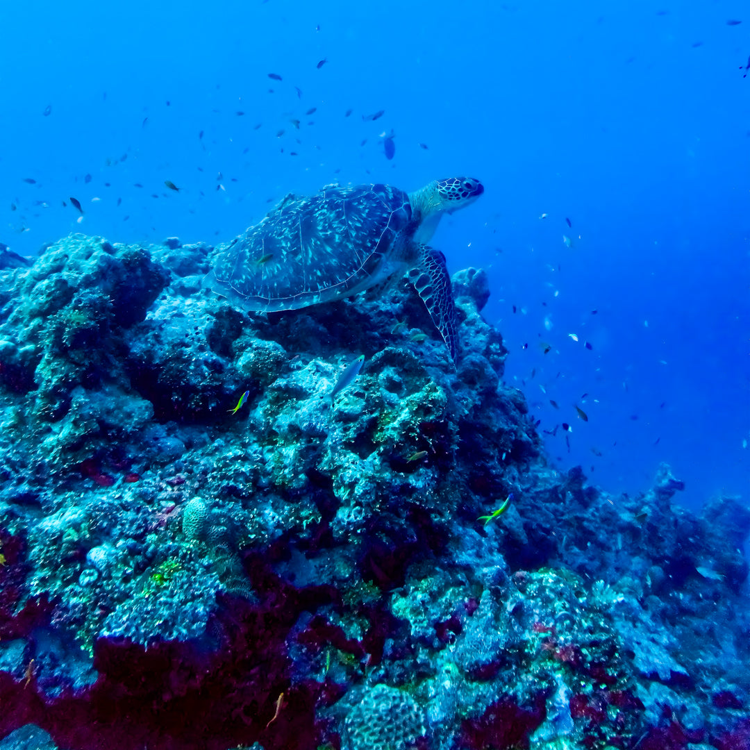 Whale Shark Explorer Scuba Diving Package in Maldives