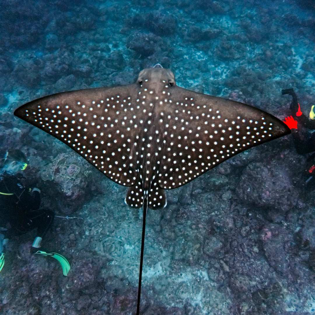 Whale Shark Explorer Scuba Diving Package in Maldives