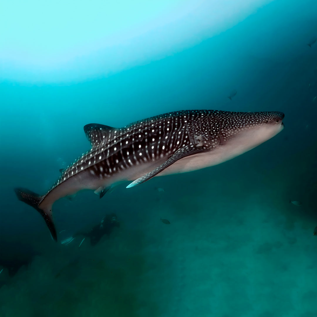 Discovery Dhangethi Scuba Dive