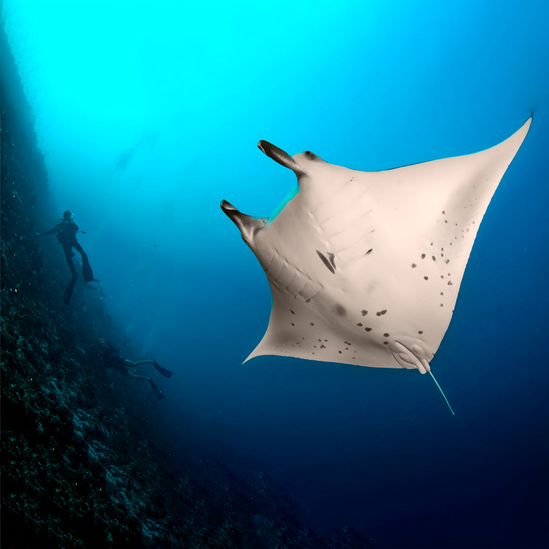 PADI Deep Diver Specialty in Maldives
