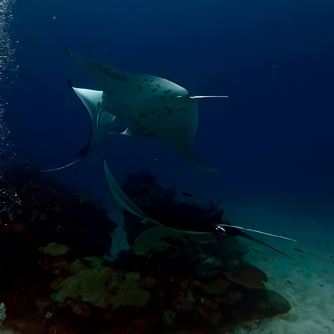 PADI Deep Diver Specialty in Maldives