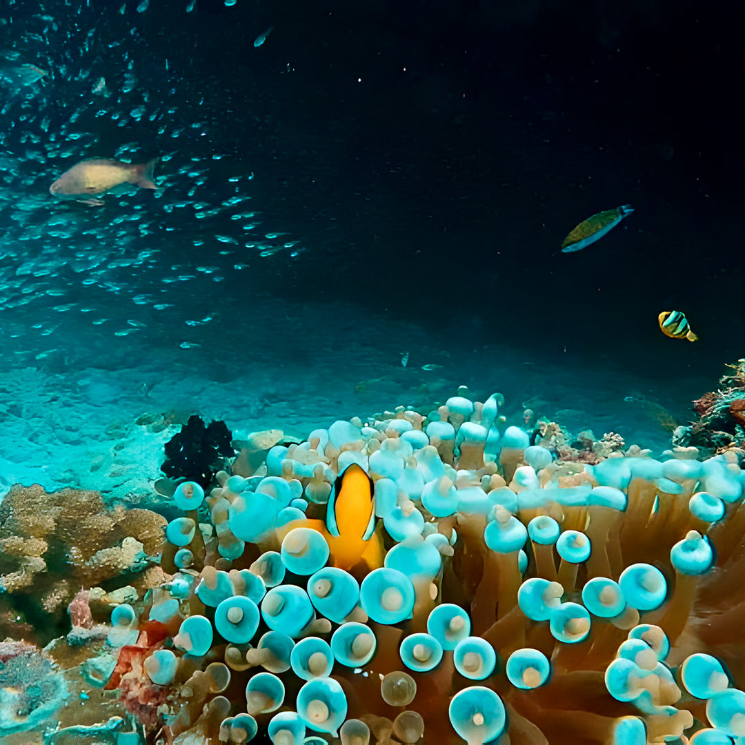 Basic Dhangethi Reef Exploration